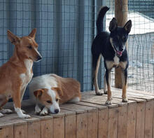 VITORIA, Hund, Mischlingshund in Portugal - Bild 3