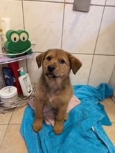 COPPER, Hund, Mischlingshund in Bosnien und Herzegowina - Bild 2