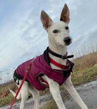 MIMI, Hund, Podenco-Mix in Lehrte