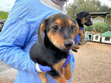 TONIA, Hund, Mischlingshund in Italien - Bild 1