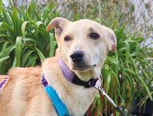 GIOVANNIPICCOLO, Hund, Mischlingshund in Neustadt - Bild 1