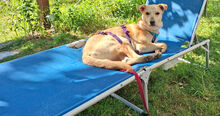 GIOVANNIPICCOLO, Hund, Mischlingshund in Neustadt - Bild 2