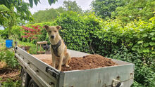 GIOVANNIPICCOLO, Hund, Mischlingshund in Neustadt - Bild 3