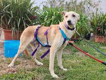 GIOVANNIPICCOLO, Hund, Mischlingshund in Neustadt - Bild 4