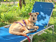 GIOVANNIPICCOLO, Hund, Mischlingshund in Neustadt - Bild 5