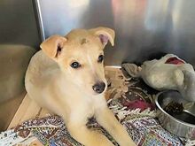 GIOVANNIPICCOLO, Hund, Mischlingshund in Neustadt - Bild 7