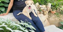 GIOVANNIPICCOLO, Hund, Mischlingshund in Neustadt - Bild 8