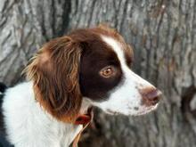 BOBETTO, Hund, Bretonischer Spaniel-Mix in Italien