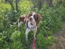 BOBETTO, Hund, Bretonischer Spaniel-Mix in Italien - Bild 2