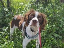 BOBETTO, Hund, Bretonischer Spaniel-Mix in Italien - Bild 3