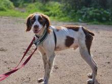 BOBETTO, Hund, Bretonischer Spaniel-Mix in Italien - Bild 4