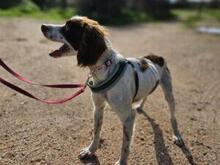 BOBETTO, Hund, Bretonischer Spaniel-Mix in Italien - Bild 5