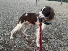 BOBETTO, Hund, Bretonischer Spaniel-Mix in Italien - Bild 6