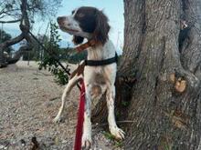 BOBETTO, Hund, Bretonischer Spaniel-Mix in Italien - Bild 7