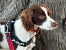 BOBETTO, Hund, Bretonischer Spaniel-Mix in Italien - Bild 8