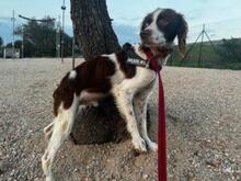 BOBETTO, Hund, Bretonischer Spaniel-Mix in Italien - Bild 9