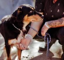 PENNY, Hund, Mischlingshund in Griechenland - Bild 1