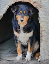 PENNY, Hund, Mischlingshund in Griechenland - Bild 10