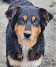PENNY, Hund, Mischlingshund in Griechenland - Bild 11