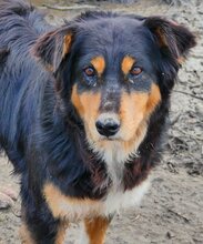 PENNY, Hund, Mischlingshund in Griechenland - Bild 13