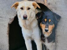 PENNY, Hund, Mischlingshund in Griechenland - Bild 14
