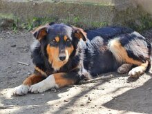 PENNY, Hund, Mischlingshund in Griechenland - Bild 15