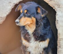 PENNY, Hund, Mischlingshund in Griechenland - Bild 8