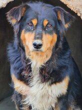 PENNY, Hund, Mischlingshund in Griechenland - Bild 9