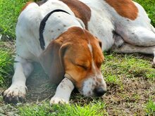 ROBBIE, Hund, Mischlingshund in Griechenland - Bild 10