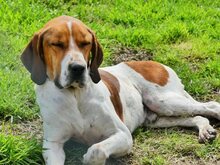 ROBBIE, Hund, Mischlingshund in Griechenland - Bild 11