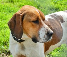 ROBBIE, Hund, Mischlingshund in Griechenland - Bild 12