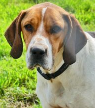 ROBBIE, Hund, Mischlingshund in Griechenland - Bild 13