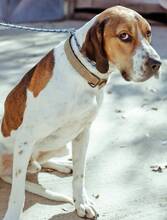 ROBBIE, Hund, Mischlingshund in Griechenland - Bild 2