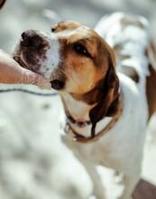 ROBBIE, Hund, Mischlingshund in Griechenland - Bild 3