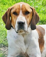 ROBBIE, Hund, Mischlingshund in Griechenland - Bild 9