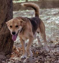 EDDIE, Hund, Mischlingshund in Griechenland - Bild 1