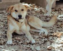 EDDIE, Hund, Mischlingshund in Griechenland - Bild 2