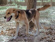 EDDIE, Hund, Mischlingshund in Griechenland - Bild 4