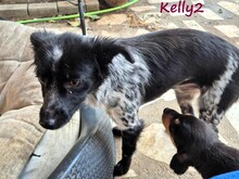 KELLY2, Hund, Mischlingshund in Griechenland - Bild 2