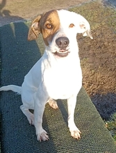 NUVOLO, Hund, Parson Russell Terrier-Mix in Boxberg - Bild 7