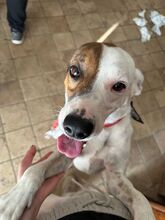 NUVOLO, Hund, Terrier-Mix in Boxberg