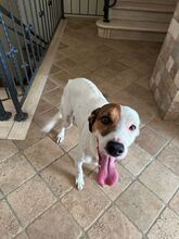 NUVOLO, Hund, Terrier-Mix in Boxberg - Bild 2