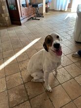 NUVOLO, Hund, Terrier-Mix in Boxberg - Bild 3
