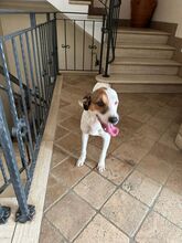 NUVOLO, Hund, Terrier-Mix in Boxberg - Bild 5