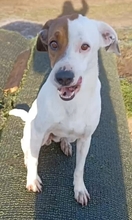 NUVOLO, Hund, Terrier-Mix in Boxberg - Bild 7
