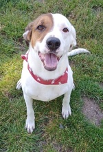 NUVOLO, Hund, Terrier-Mix in Boxberg - Bild 8