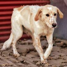 WAFFEL, Hund, Mischlingshund in Griechenland - Bild 4