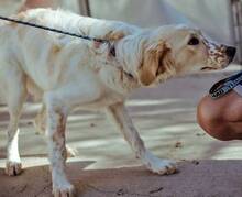 WAFFEL, Hund, Mischlingshund in Griechenland - Bild 6