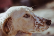 WAFFEL, Hund, Mischlingshund in Griechenland - Bild 8