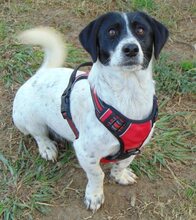 CINNIE, Hund, Mischlingshund in Wallerstein - Bild 11